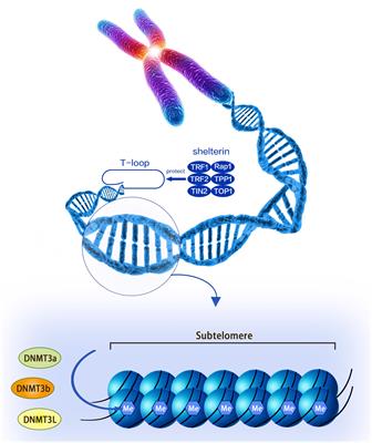 The Alteration of Subtelomeric DNA Methylation in Aging-Related Diseases